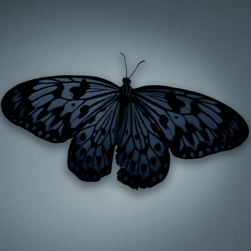 Бабочка черный глянец. Бабочка черная. Черный мотылек. Бабочка черного цвета. Бабочка темно - синяя.